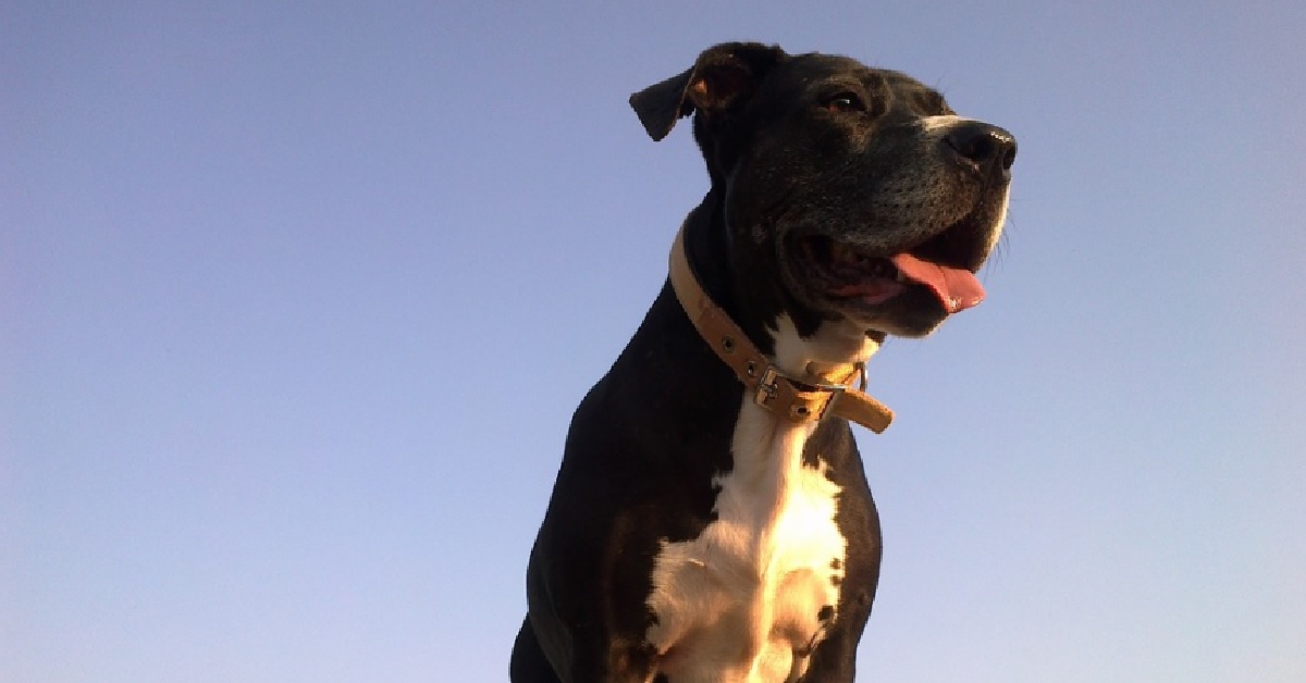 Il cucciolo Pitbull è uno dei migliori equilibristi al mondo, il video ci mostra il suo innato talento