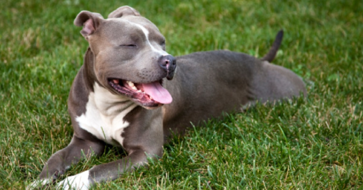 Il cucciolo Pitbull vorrebbe tanto giocare con la marmotta, il video è davvero curioso