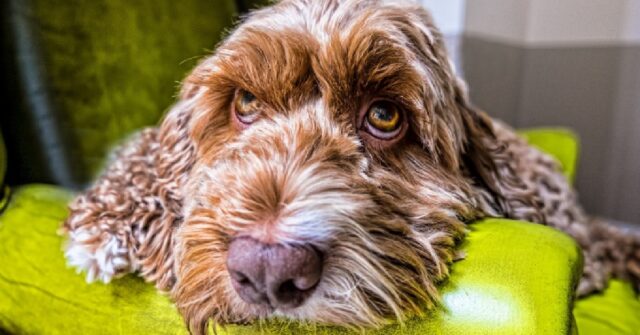 La cucciola Cockapoo ed il suo terrore per il miagolio felino, il video è spassoso