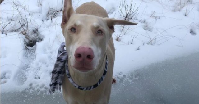 La cucciola Dobermann è albina, il video ci racconta la sua stupenda vita fino ad oggi