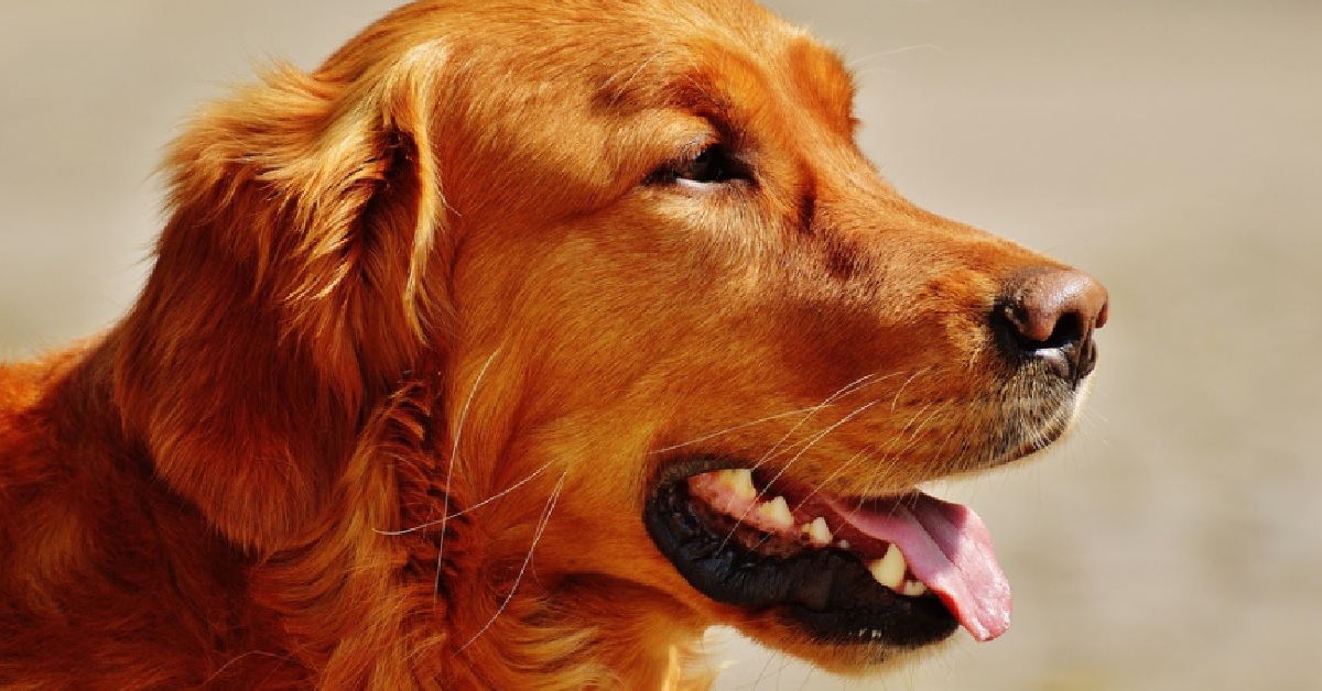 La cucciola Golden Retriever avvista un gatto, il video della sua reazione è impressionante