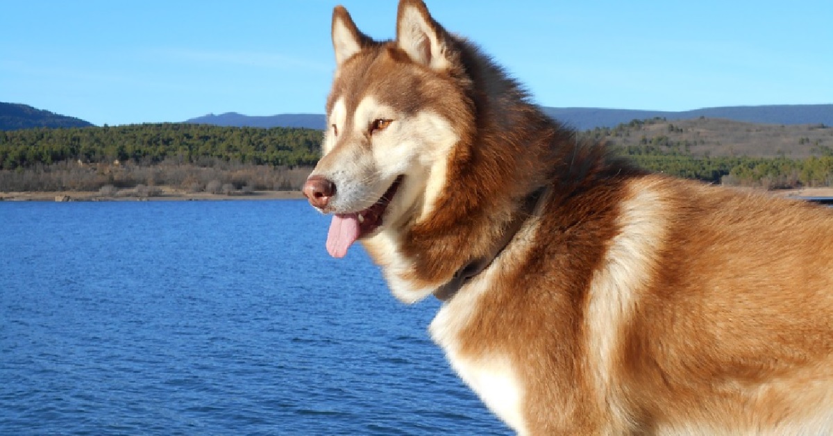 La cucciola Husky se la prende con l’immagine di un altro cane, il video è tutto da gustare