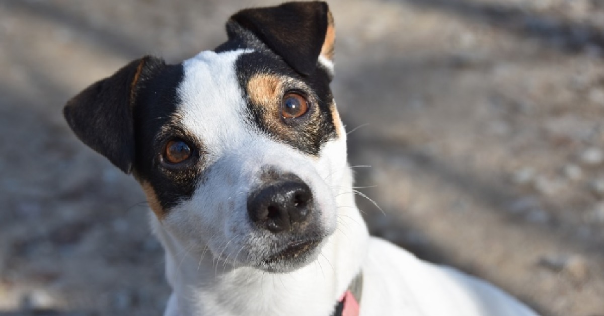 La cucciola Jack Russell condivide un legame di amicizia con un pony e il video ce lo dimostra