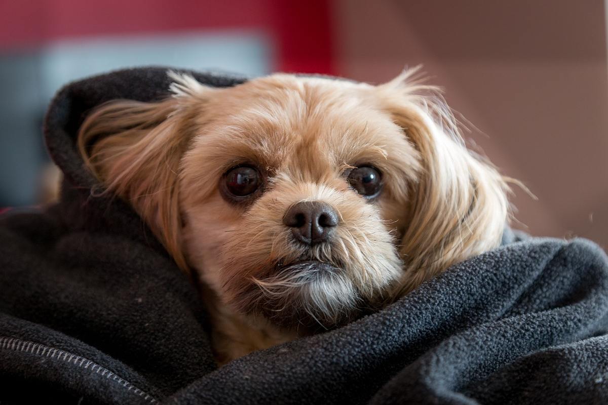 Malattie Intestinali Del Cane Sintomi E Cosa Fare