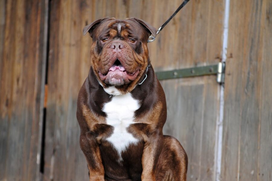 cane di tipo mastino