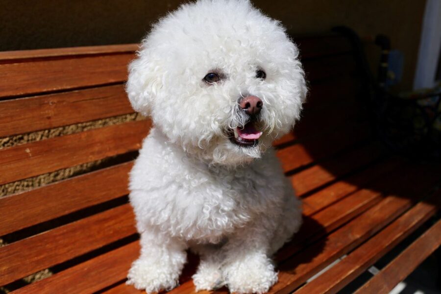 cane bianco con il pelo riccio