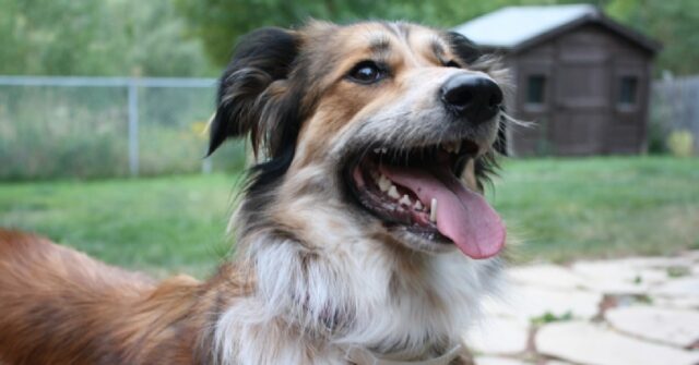 Un cucciolo Border Collie fa i salti di gioia a pranzo, tutta la sua felicità in video