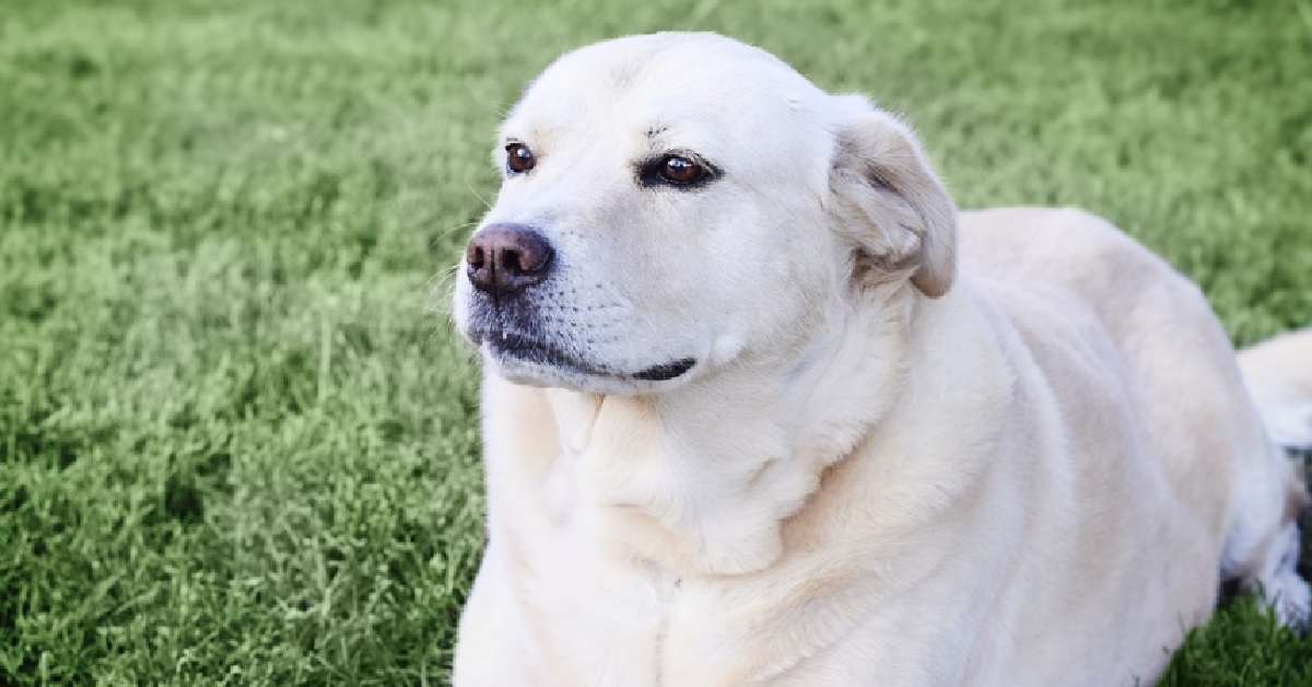 Una cucciola Labrador mix rimane chiusa fuori, ecco cosa inventa nel video per rientrare in casa