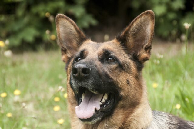 Arlo: il cane poliziotto ferito che è riuscito a sopravvivere alle pallottole (VIDEO)