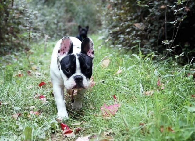 Amadeus e le sue difficoltà nell’aprire un sacchetto igienico per cani, il momento è comico