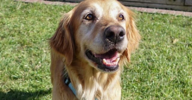 Ava, la cucciola di Golden Retriever che va a caccia di uova di Pasqua (VIDEO )