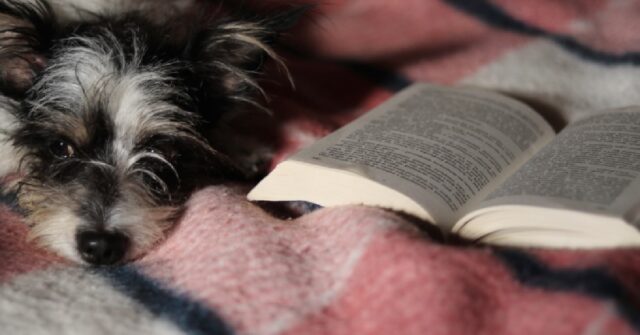 Biella, i cani possono accompagnare i proprietari in biblioteca