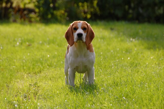 Amantea: il salvataggio di un cagnolino abbandonato dentro un sacco (VIDEO)