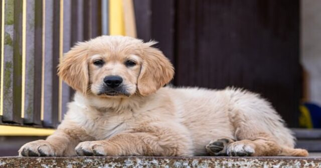 La sua sorellina umana deve andare a scuola e il cucciolo di Golden Retriever Toddler si rattrista (VIDEO)