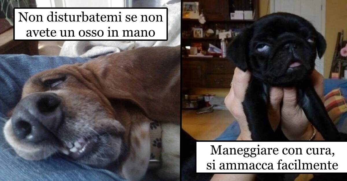 10 foto di cani appena svegli ma che vogliono ancora dormire