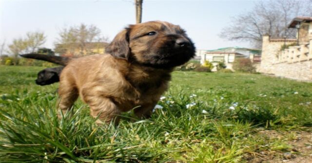 Il commovente salvataggio di un povero cucciolo abbandonato in un bidone di cemento (VIDEO)