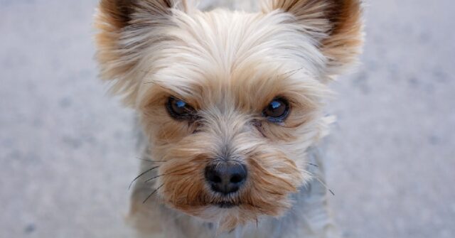 Cucciolo Yorkshire Terrier odia i baci della mamma, il video è stupendo