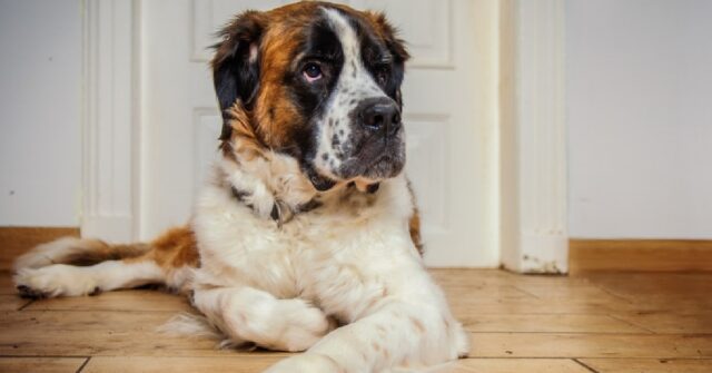 Genova, San Bernardo trova casa e diventa la mascotte di quartiere