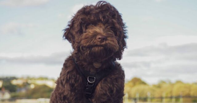 Il cucciolo Cockapoo supera la bottle cap challenge, il video è incredibile