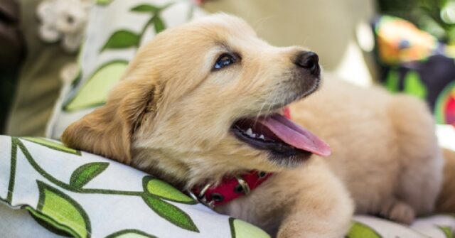 Il cucciolo Golden Retriever è ipnotizzato dall’ombra della coda, il video è assurdo