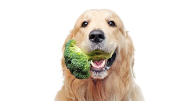 Il cucciolo Golden Retriever è sospettoso di alcuni broccoli, il video è esilarante