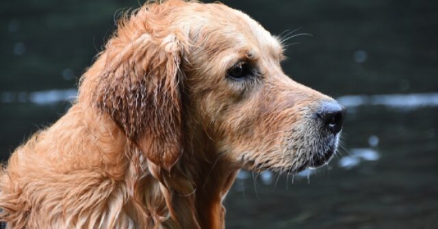 Il cucciolo Golden Retriever ha un’idea per rilassarsi in piscina, il video è eccezionale