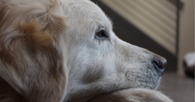 Il cucciolo Golden Retriever si commuove di fronte ad uno spazzolino, il motivo nel video