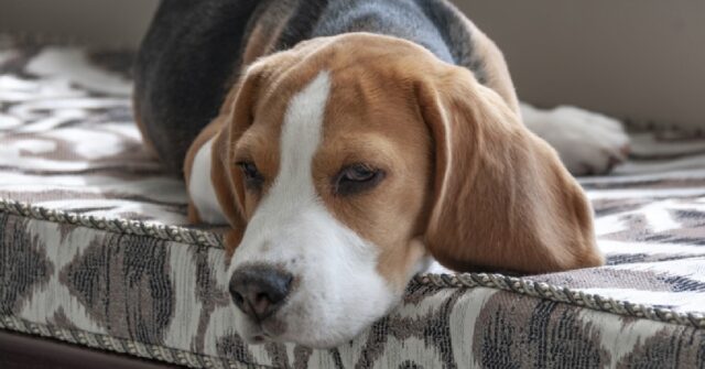 La cucciola Beagle canta sulle note di un pianoforte, il video è incantevole