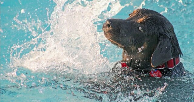 La cucciola Labrador sfrutta al massimo il suo ingegno, il video è da non perdere