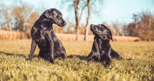 La cucciola Labrador dimostra la sua infinita solidarietà, il video è toccante