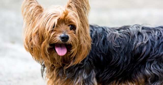 La cucciola Yorkshire Terrier si innamora di un pappagallo, il video dell’incontro