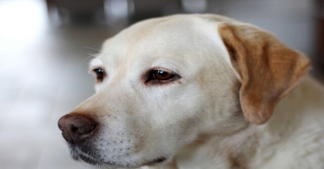 Il cucciolo di Labrador Rudy ha degli amici speciali: due simpatici Hamsters (VIDEO)