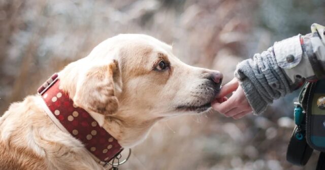 Lombardia, i numeri dicono: 1 cane ogni 6 abitanti