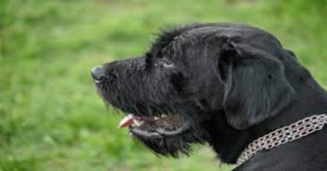 Maxi, un cucciolo di cane, ha un piccolo incidente con una rete in un campo da tennis (VIDEO)