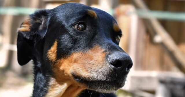 Modena, utilizza il collare elettrificato per l’addestramento del cane, denunciato