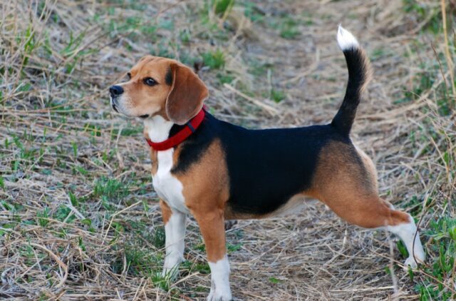 Napoli, cagnolina ritrovata dopo 3 giorni di ricerche, era caduta in un dirupo