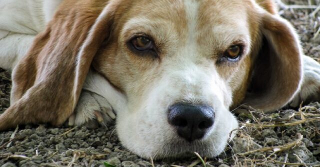 Pozzuoli, un cane ed il suo proprietario salvati dopo la caduta in un burrone