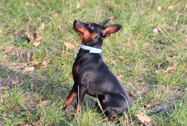 Spagna, ragazzina promette ricompensa speciale a chi ritrova il cane disperso