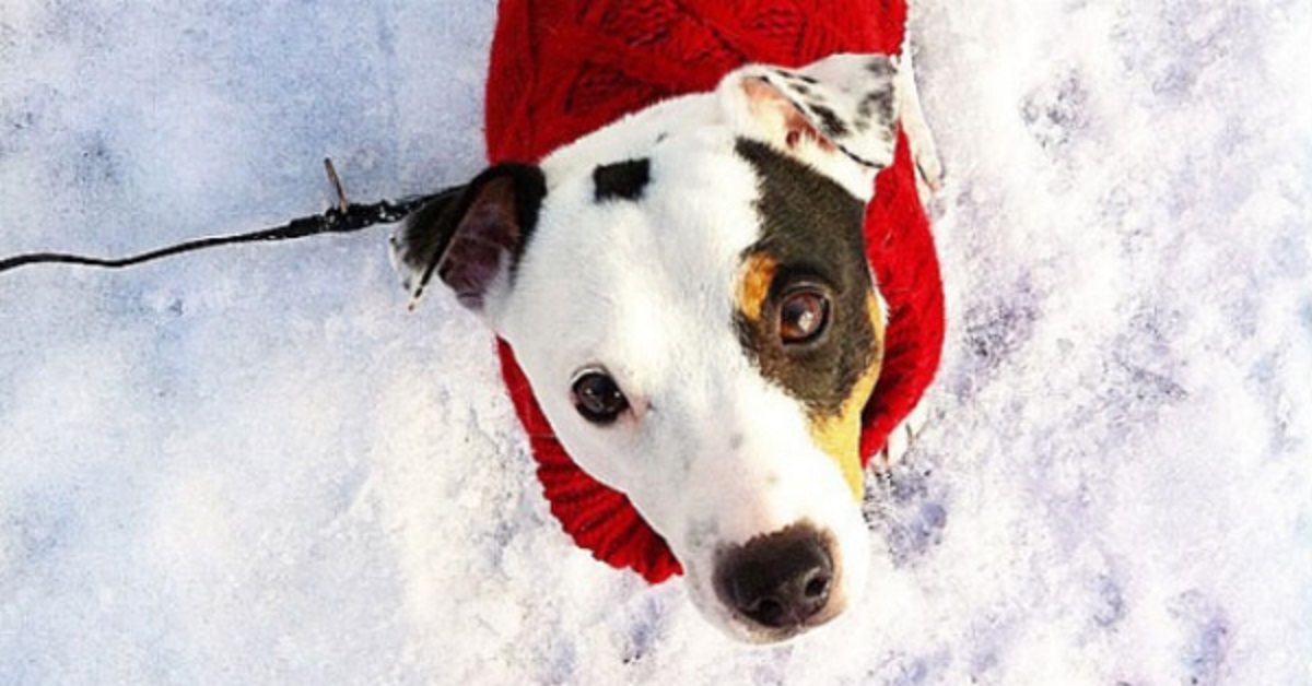 stereotipi sui cani-cane con cappotto