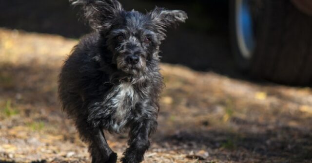 Tortona, il cane insegue una lepre e finisce per smarrirsi