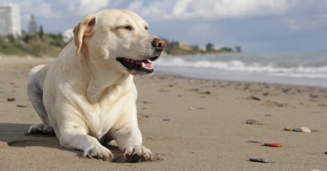 Un cucciolo Labrador, un enorme tronco di bambù ed un’impresa impossibile, il video