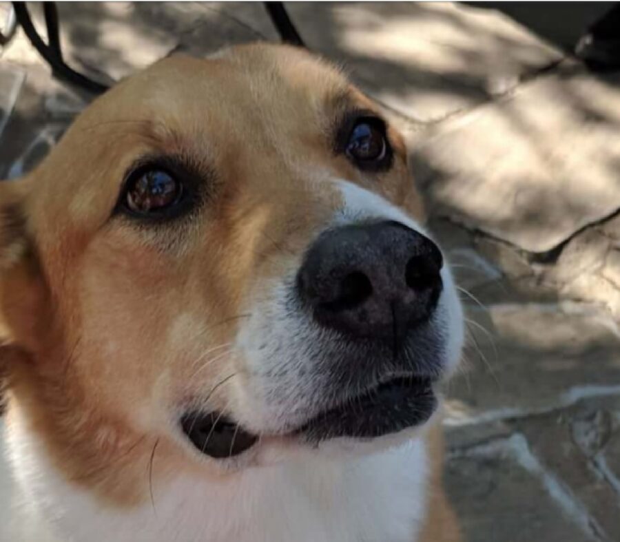 cane occhi parlano da soli