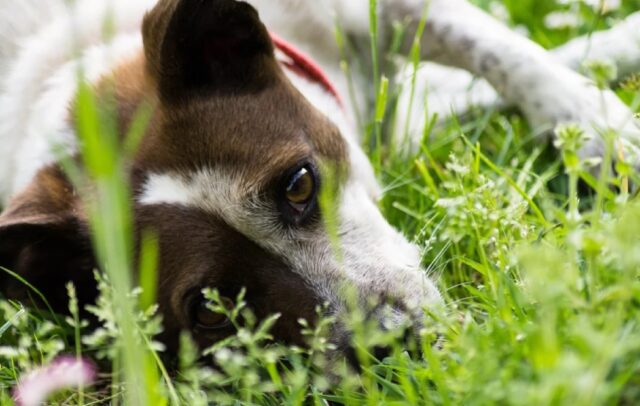 8 foto di cani che con uno sguardo sono in grado di far capire 1000 cose