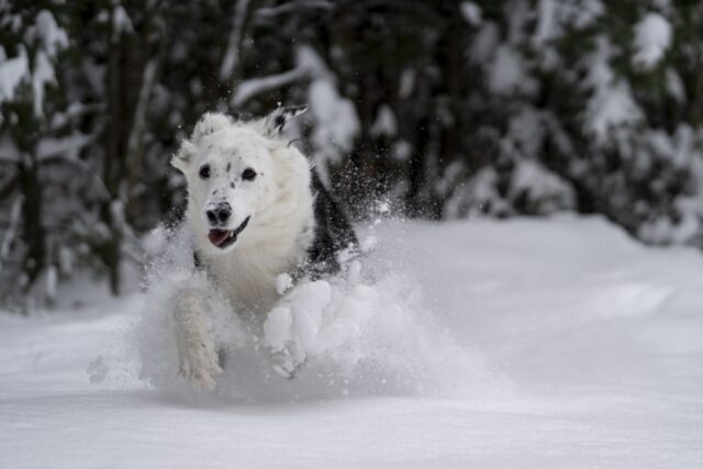 8 foto di cani che giocano per la prima volta con la neve