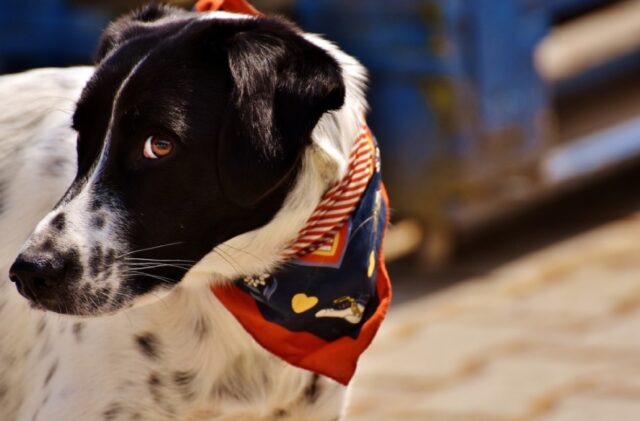 8 foto di cani che non resistono alla tentazione di entrare in bagno