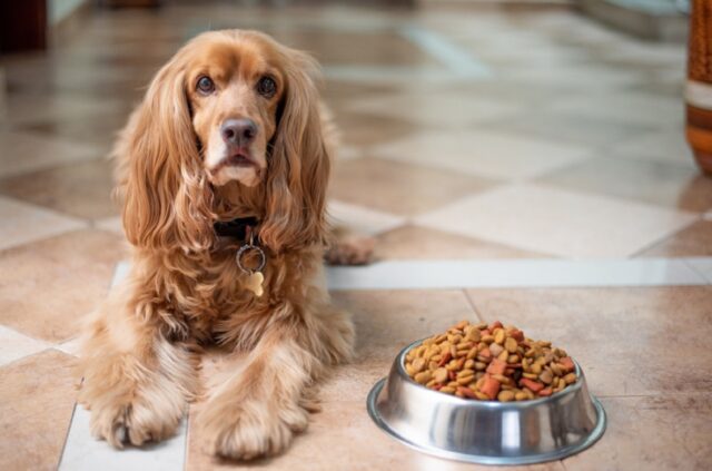 8 foto di cani che “pregano” per del cibo extra