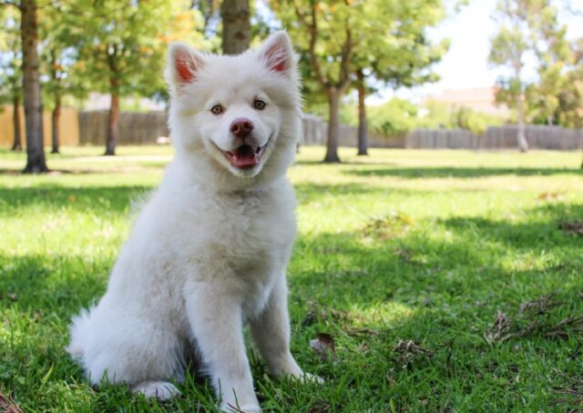 8 foto di cani dal tipico sorriso smagliante