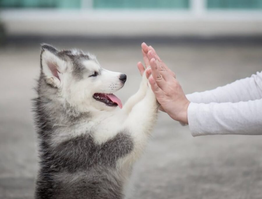 cucciolo husky batte mani