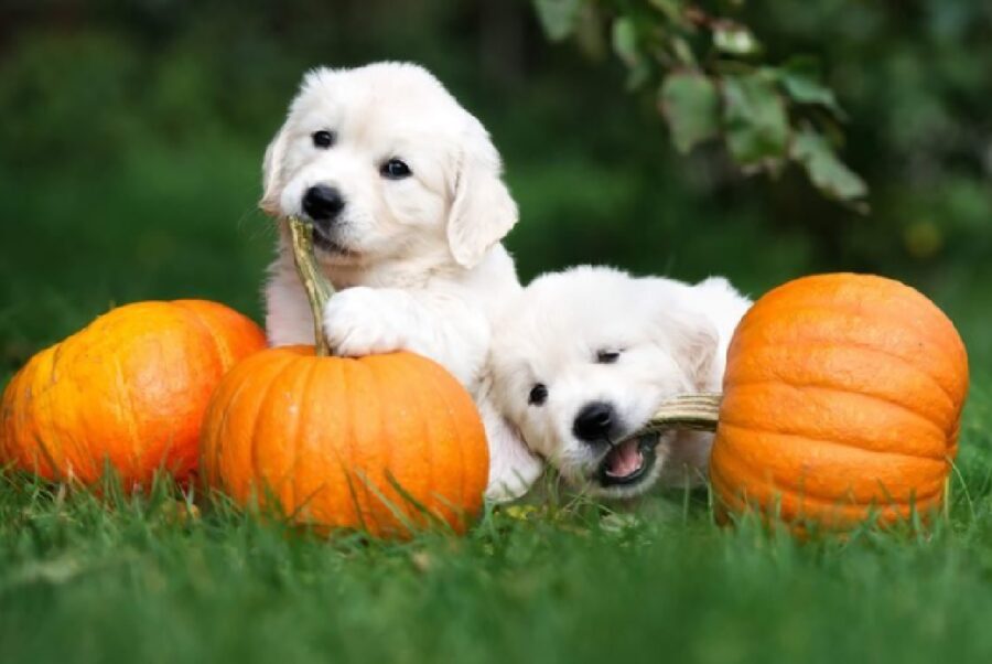 cuccioli preparano giornata halloween 