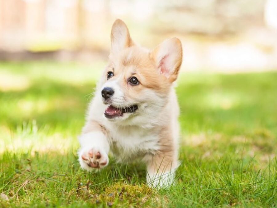 cucciolo corre felice per prato passeggiata